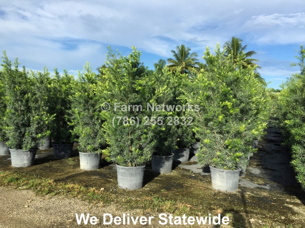15 Gallon South Florida Podocarpus