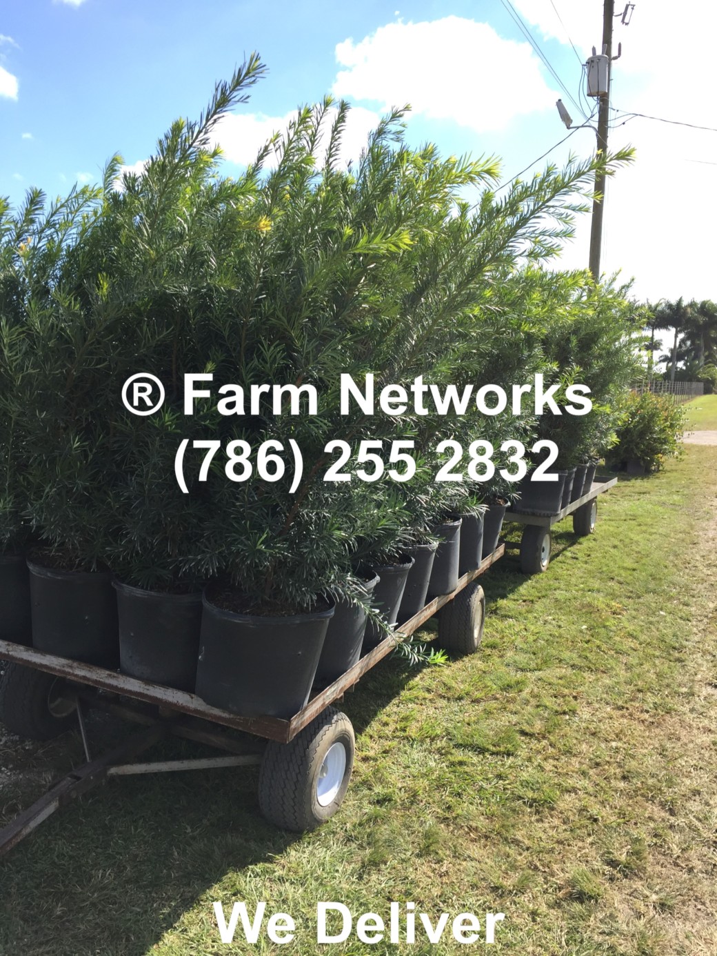 30 Gallon South Florida Podocarpus